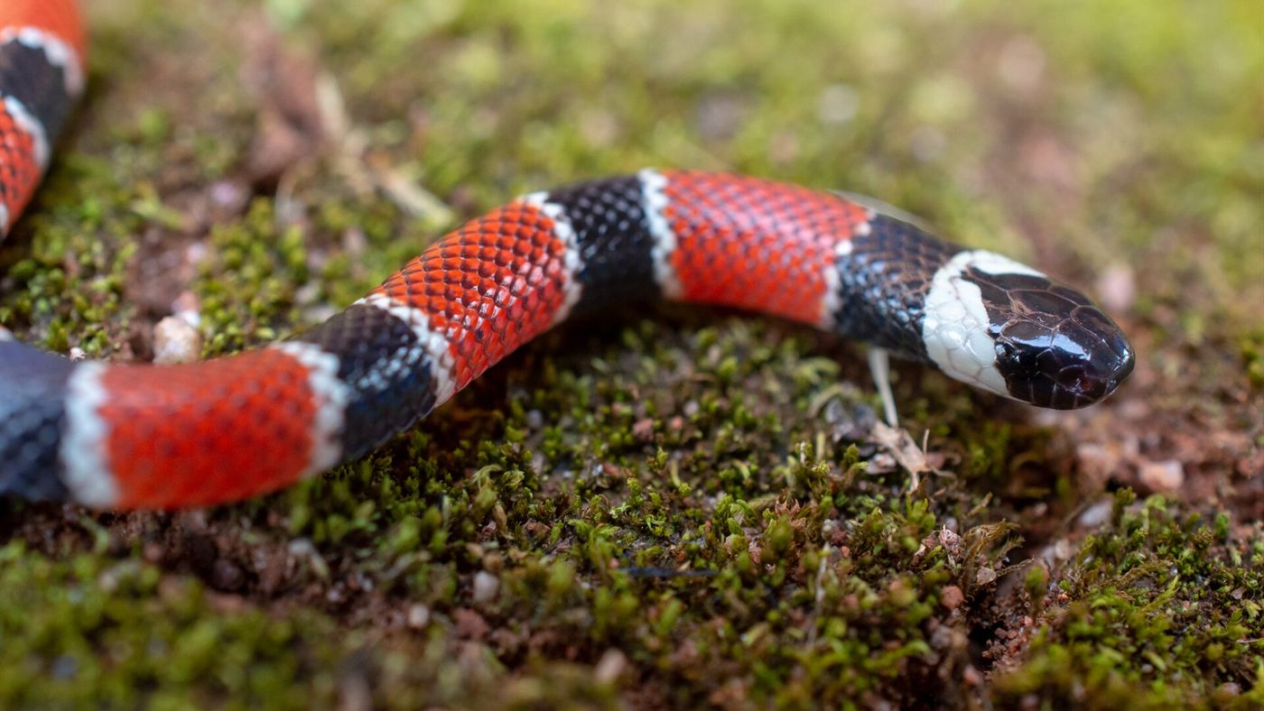 Coral-verdadeira (Micrurus corallinus) com listras vermelhas, pretas e brancas, a espécie que a falsa-coral imita no Brasil