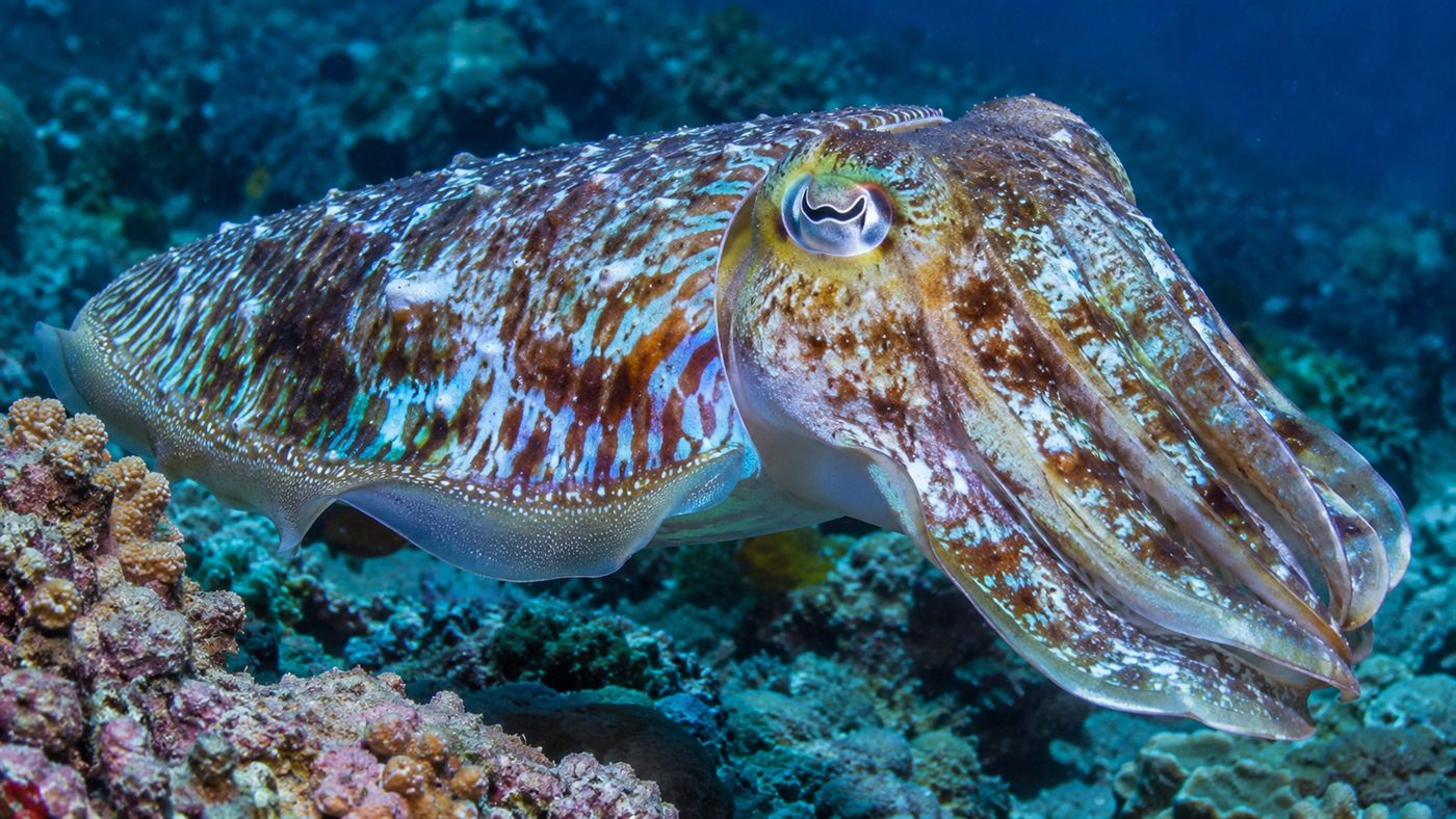 A cuttlefish changing the color and pattern of its skin to blend into a coral reef