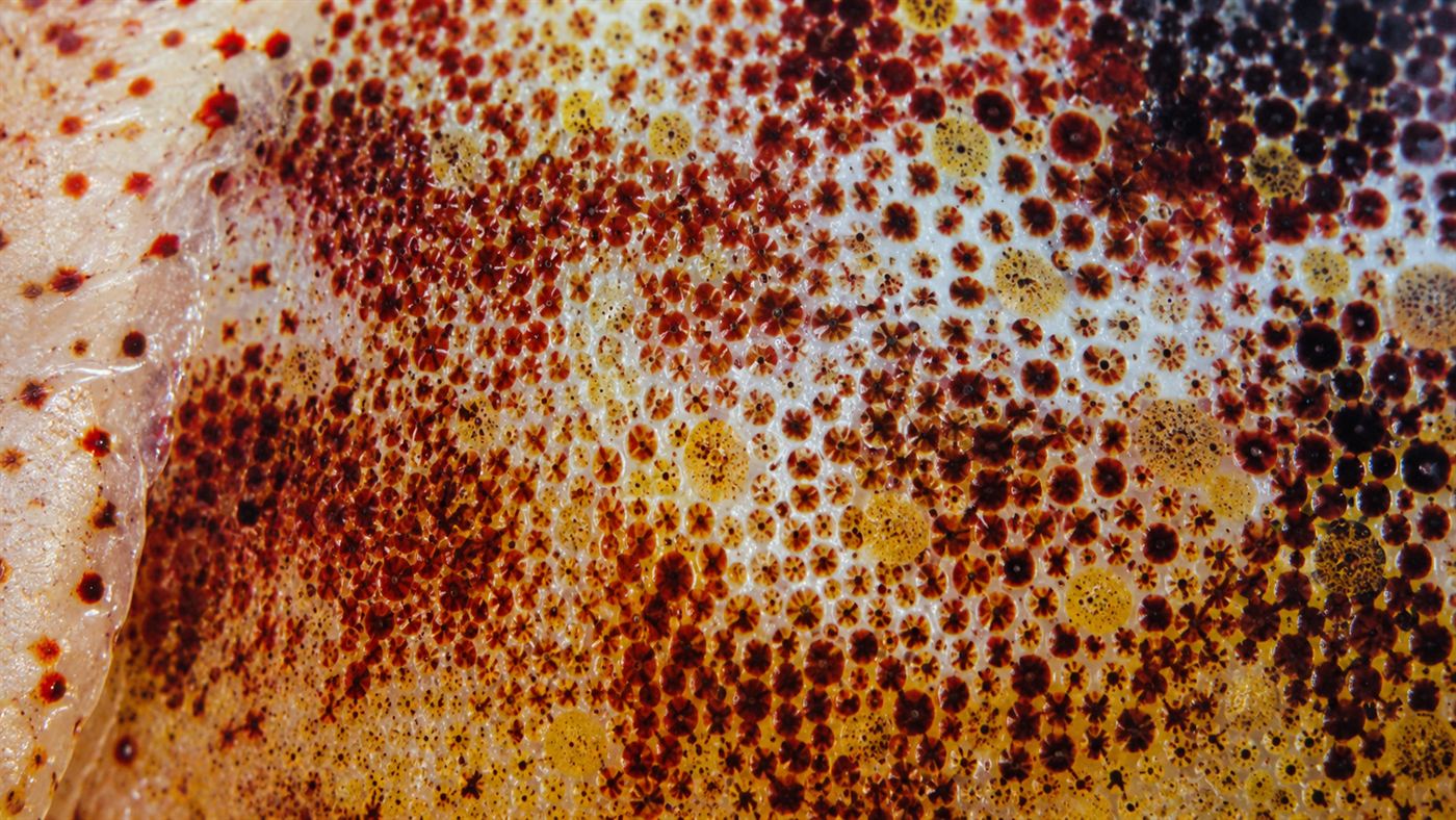 Macro view of cuttlefish skin showing the coloured pigment cells that create its patterns