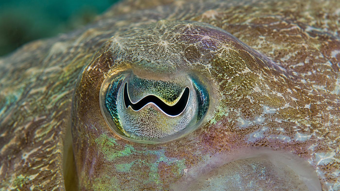 Close-up of a cuttlefish eye showing its distinctive W-shaped pupil