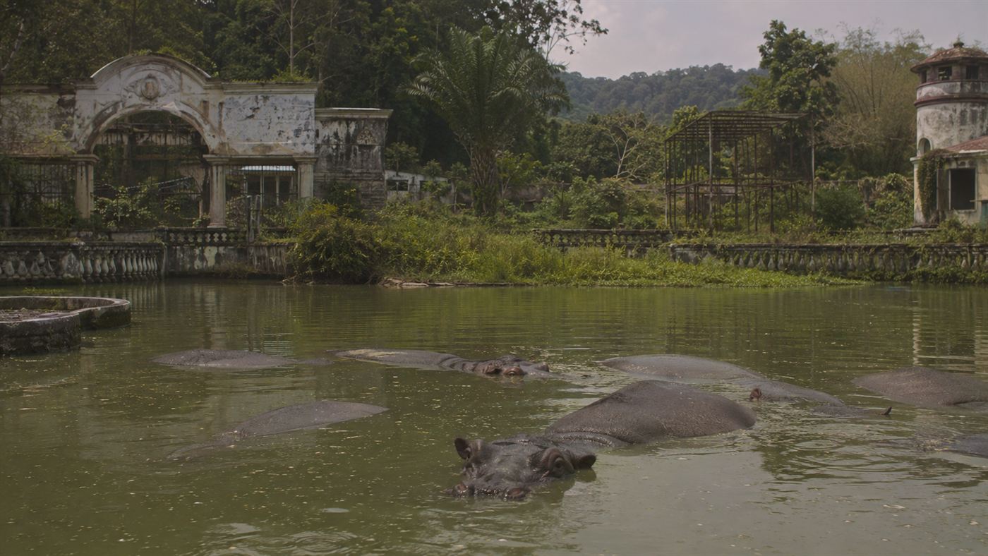 Hippos wallowing in an ornamental lake on Pablo Escobar's abandoned Hacienda Napoles estate
