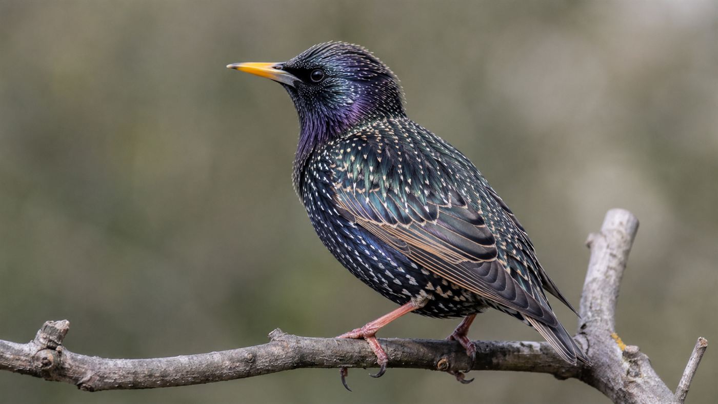 A close view of a single European starling with iridescent speckled plumage