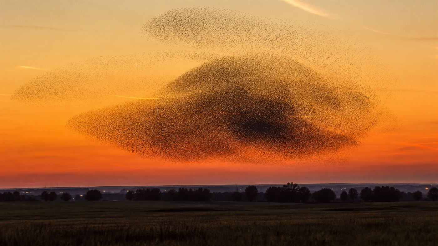 A vast murmuration of European starlings swirling against a dusk sky over North America