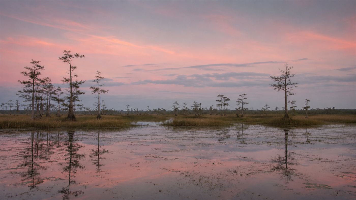An eerily empty Everglades marsh at dusk, drained of mammals by Burmese pythons