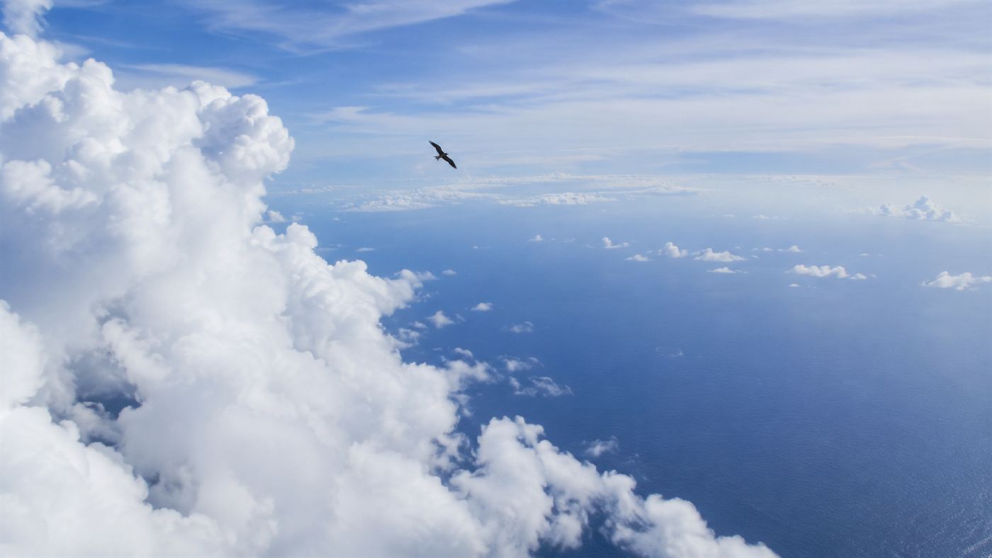 A lone frigatebird gliding high beside towering white cumulus clouds over the ocean