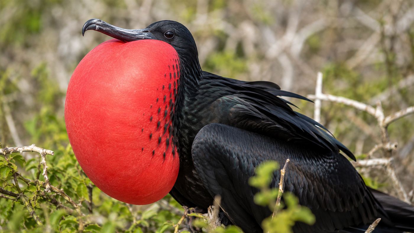 A male frigatebird with its bright red throat pouch inflated like a balloon during courtship