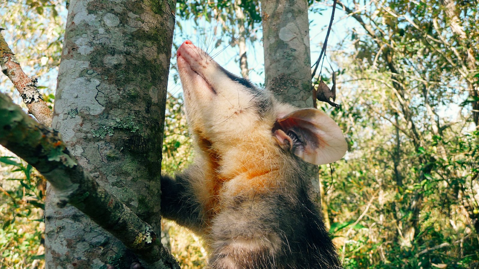 gambá entrou em casa: gambá-de-orelha-branca (Didelphis albiventris) em galho de árvore.