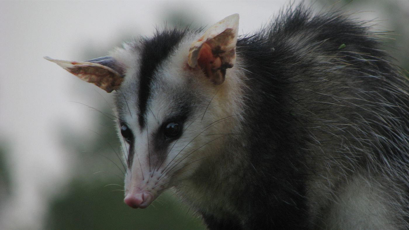 tanatose do gambá: gambá (Didelphis) fotografado em área de mata na Bahia