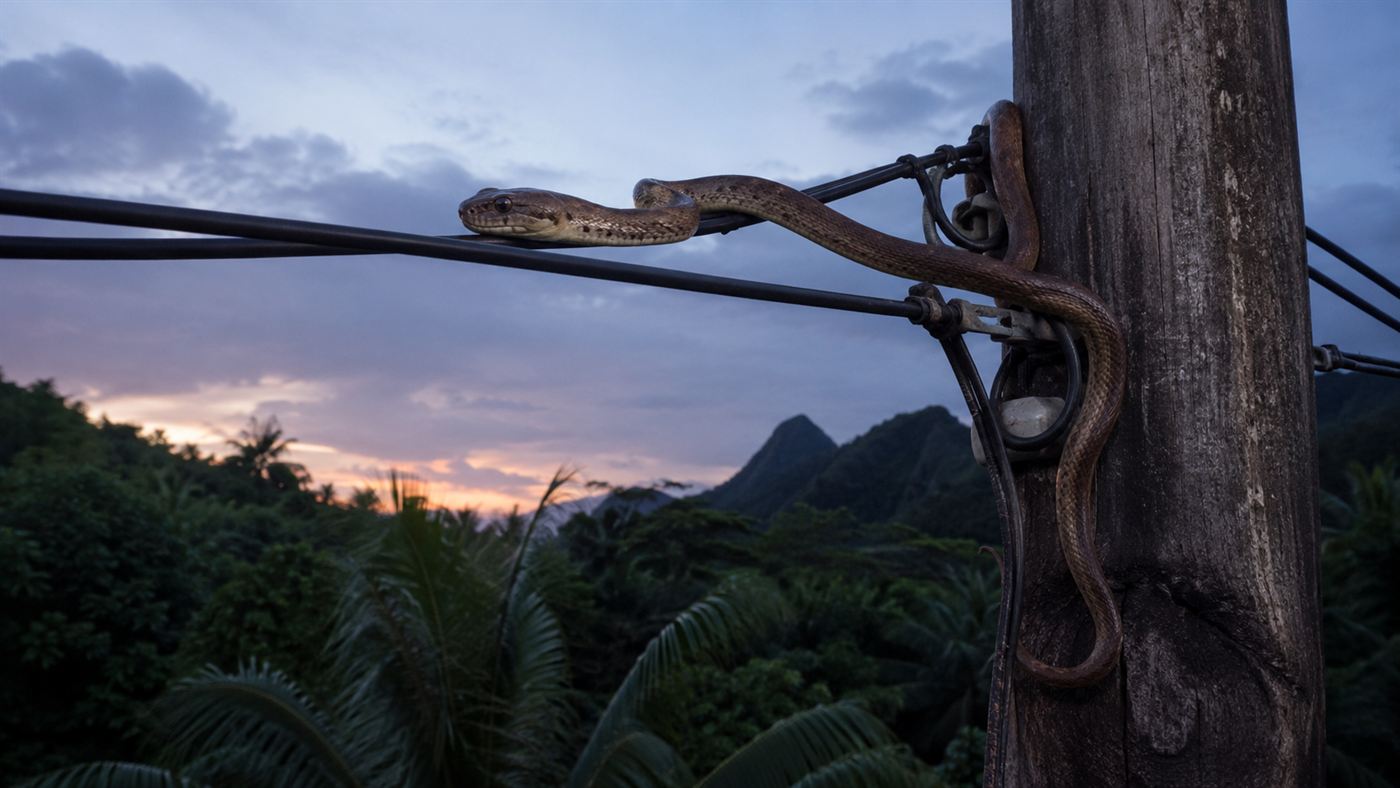 A Guam brown tree snake coiled and climbing along electrical power lines on a utility pole in a tropical setting