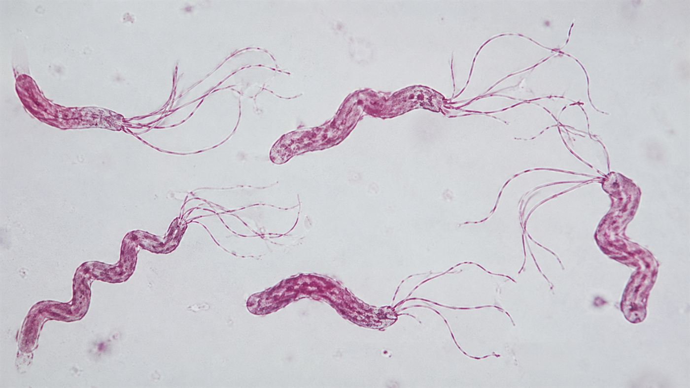 A microscopic view of spiral-shaped Helicobacter pylori bacteria, the cause of stomach ulcers