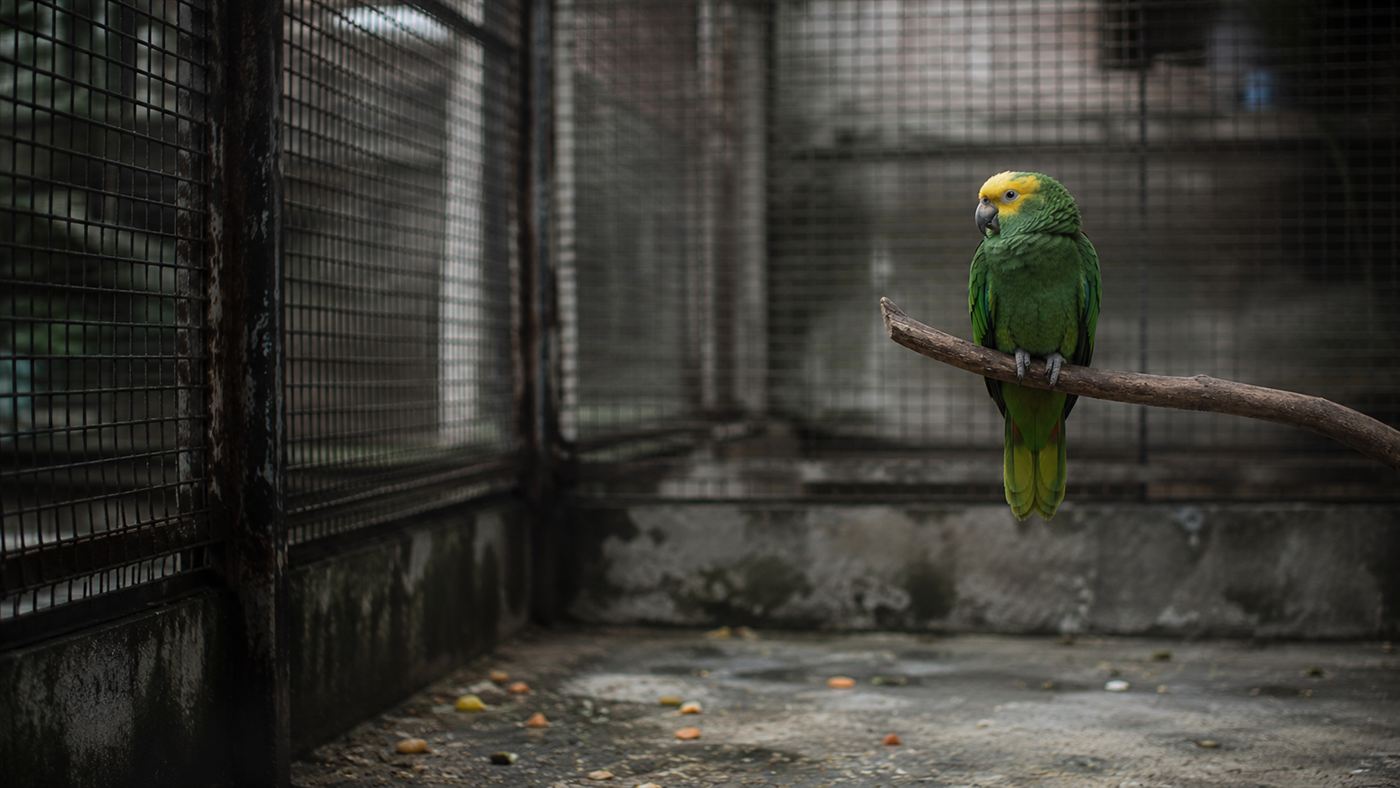 A single green and yellow parrot perched alone inside a bare wire zoo cage in soft light