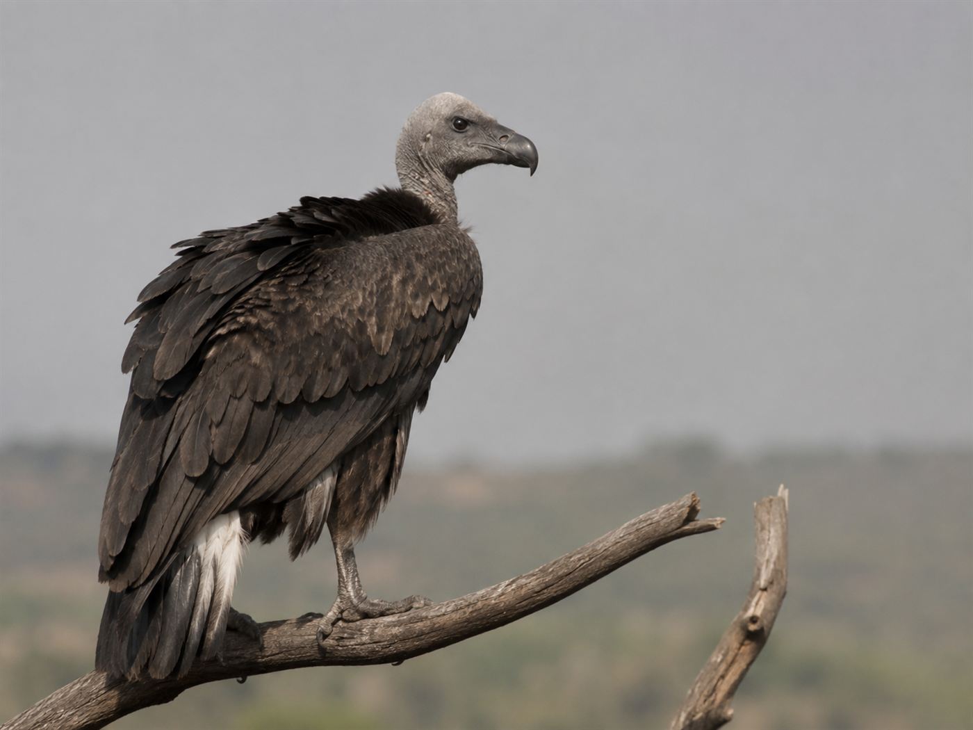 An Indian vulture, a white-rumped scavenger with a bald grey head, perched on a bare branch against a hazy sky