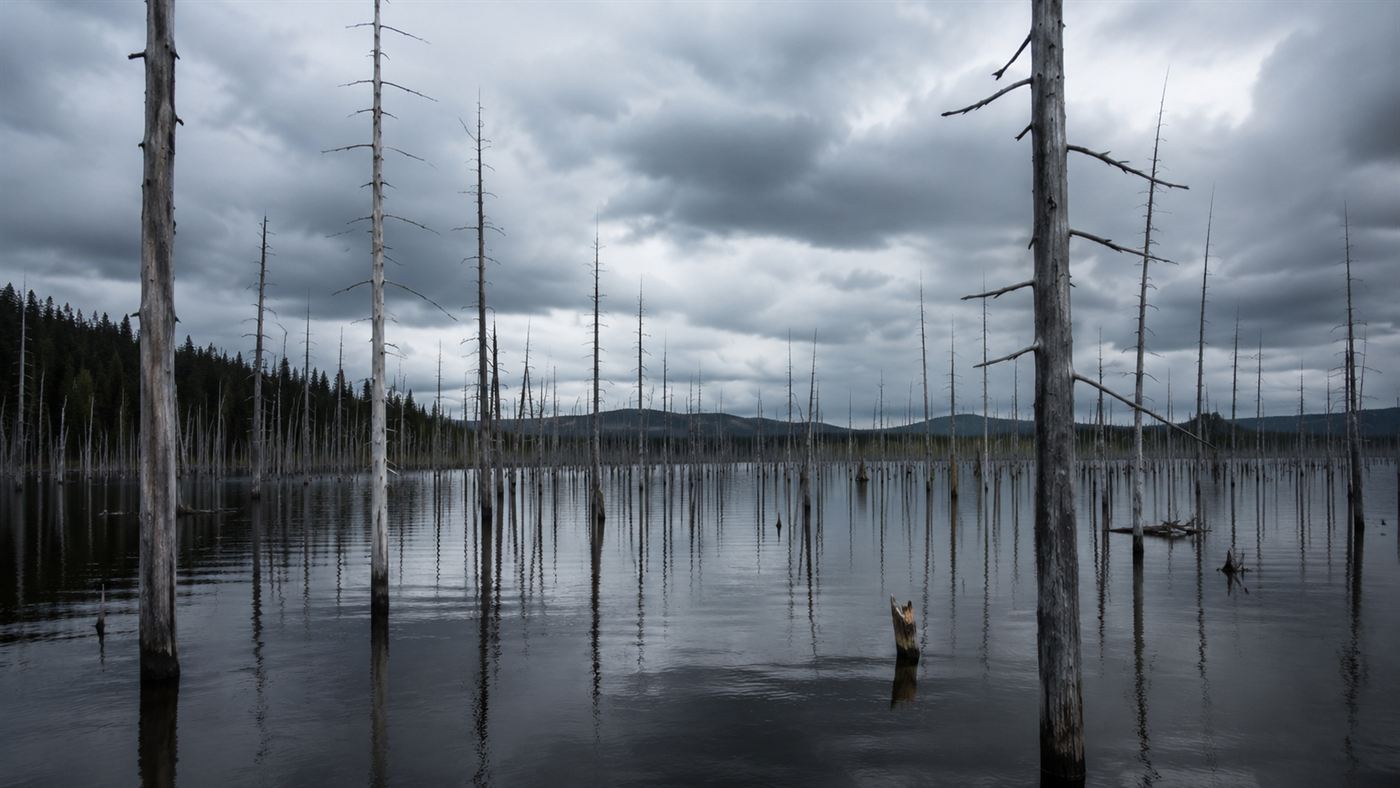 Bare dead grey tree trunks standing in the still water of a flooded reservoir created by the James Bay Project