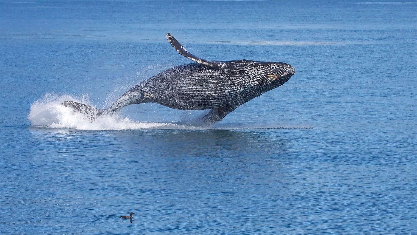 Baleia-jubarte salta no mar; a espécie apareceu em maior número no litoral do Rio de Janeiro em 2026