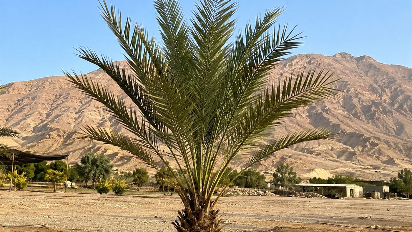 A young Judean date palm tree with green fronds grown from a 2,000-year-old seed, standing in the desert at an Israeli kibbutz