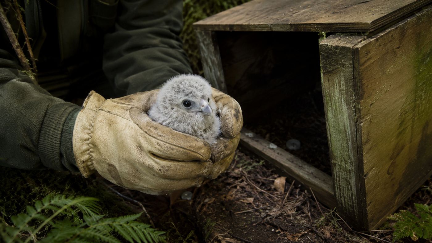 A ranger cradles a tiny fluffy kakapo chick by hand during the record breeding season