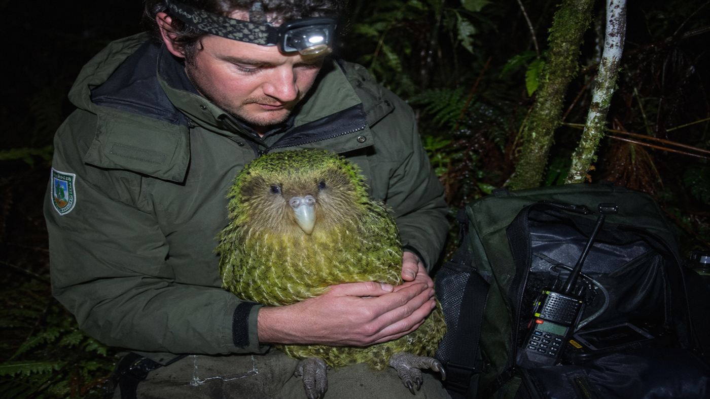 A New Zealand conservation worker in a green jacket holding a large green kakapo parrot gently in a nighttime forest setting, the bird's round face visible