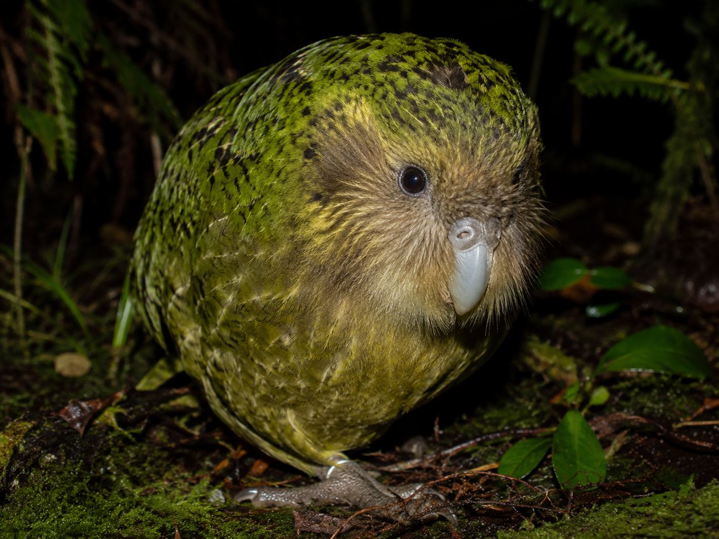 A kakapo, the world's only flightless parrot, a plump moss-green bird with an owl-like face, on a mossy forest floor at night in New Zealand