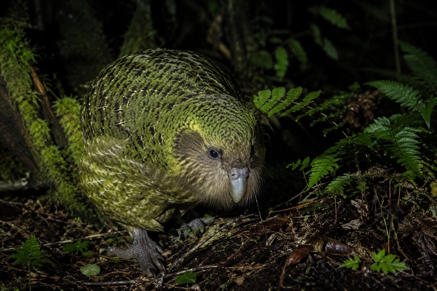 An adult kakapo foraging on the floor of a predator-free island rainforest after dark in New Zealand