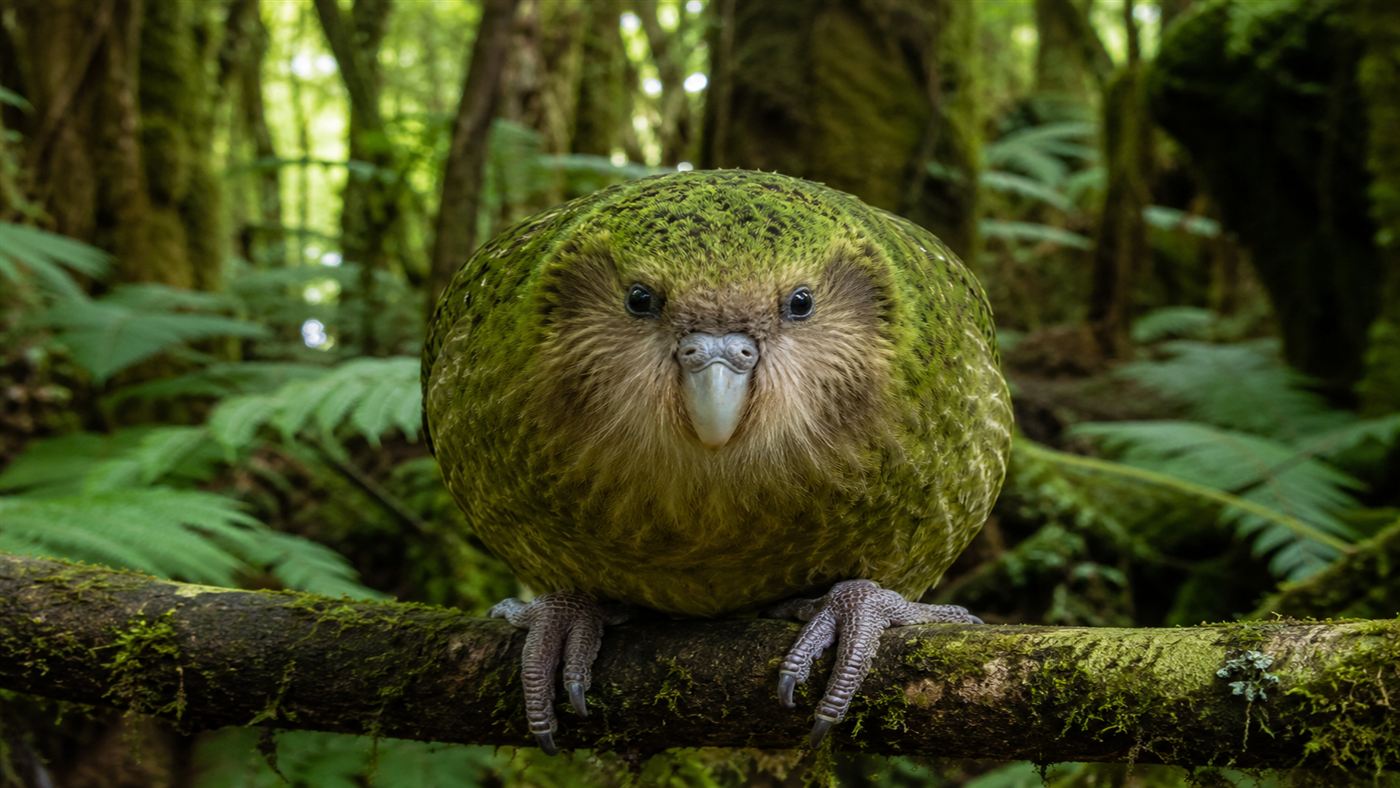 A kakapo parrot with bright apple-green feathers and a large round facial disc looking directly at the camera, perched on a mossy branch in a New Zealand fern forest