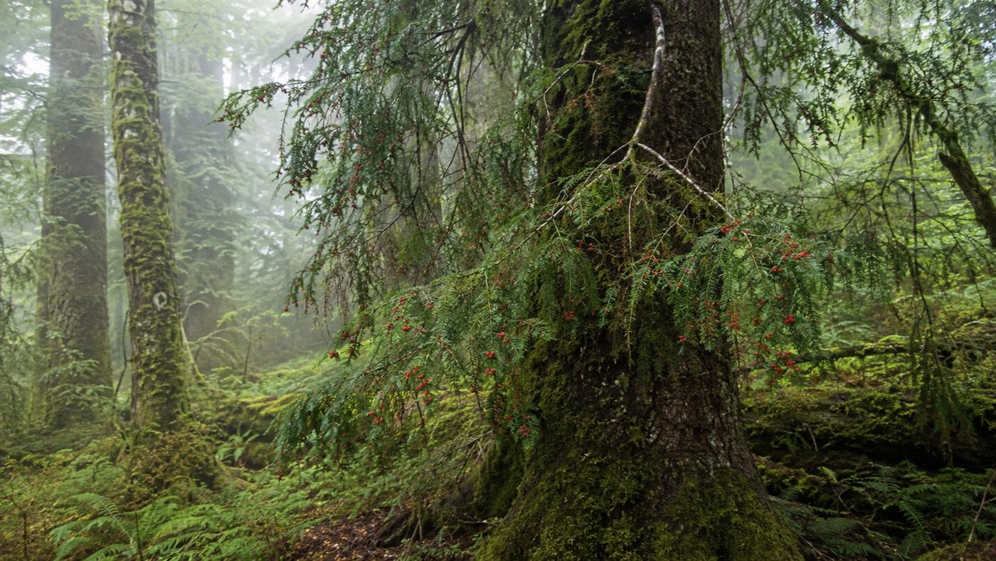 A mossy green New Zealand forest showing tall rimu trees with their drooping foliage and red berries, the tree whose mast fruiting seasons trigger kakapo breeding