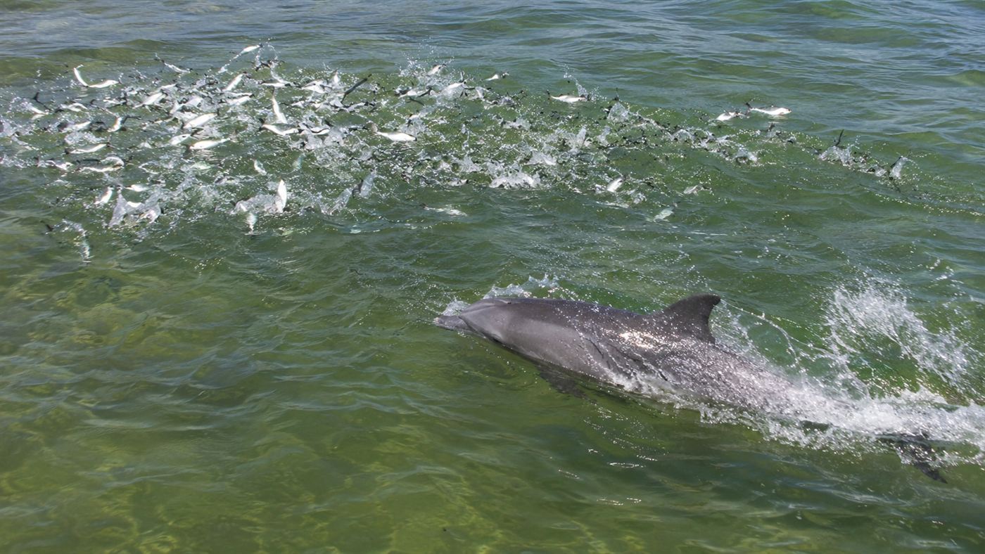 A bottlenose dolphin chasing scattered mullet in the shallow waters of the Laguna lagoon