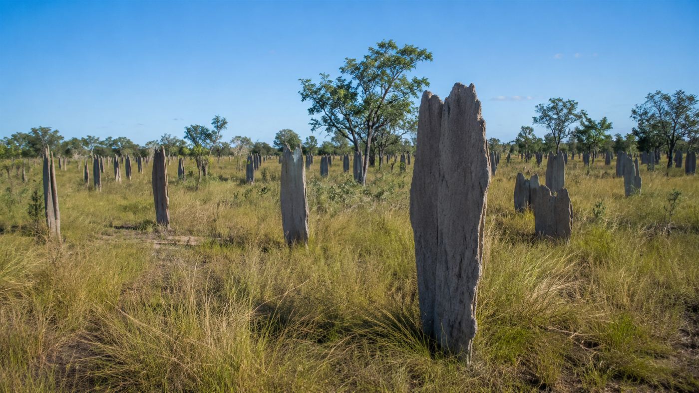 A field of tall thin flat mounds built by magnetic termites all aligned the same way across a northern Australian plain