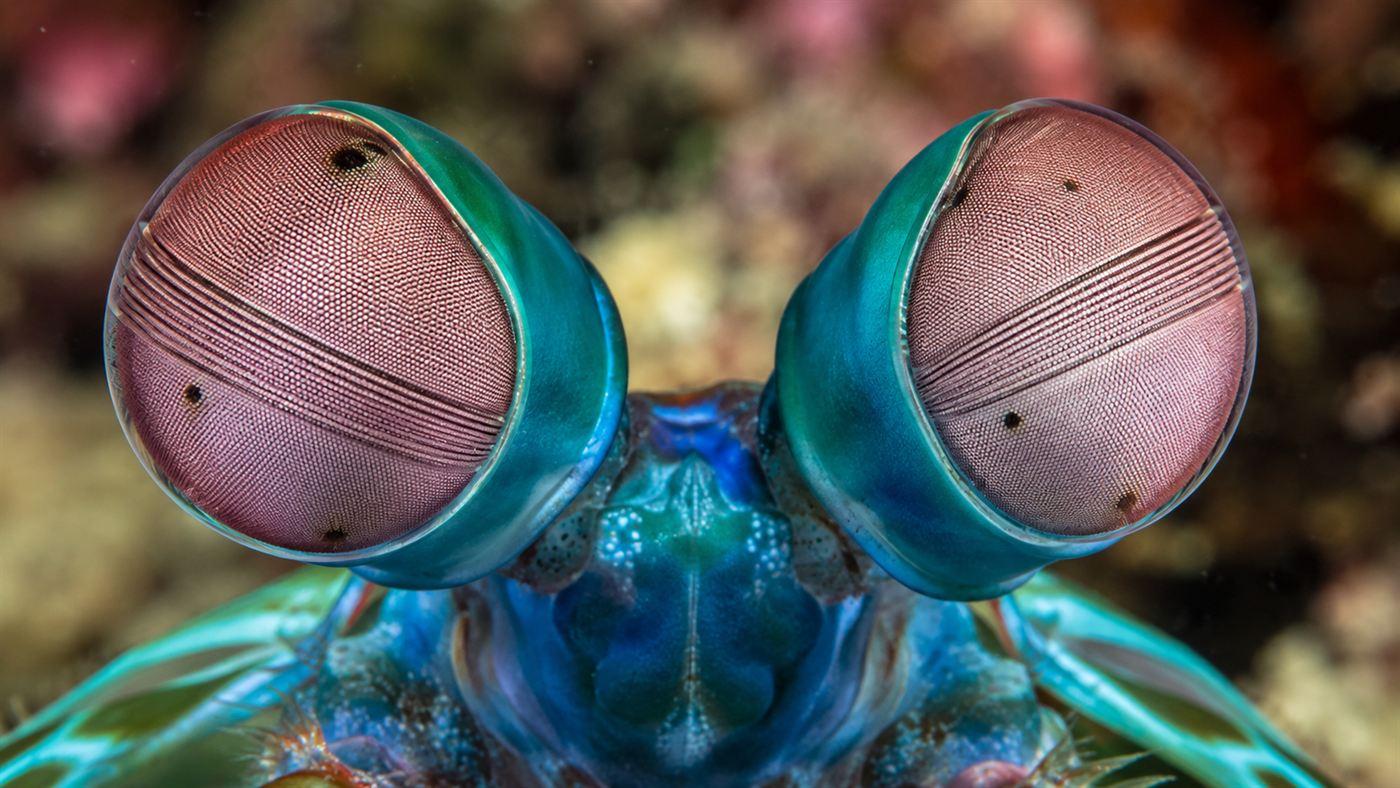 Extreme close-up of a mantis shrimp's two large independently moving compound eyes on stalks