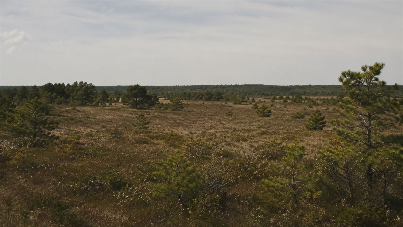 The open scrubby heathland and grassy plains of Martha's Vineyard in the early 1900s under a wide sky