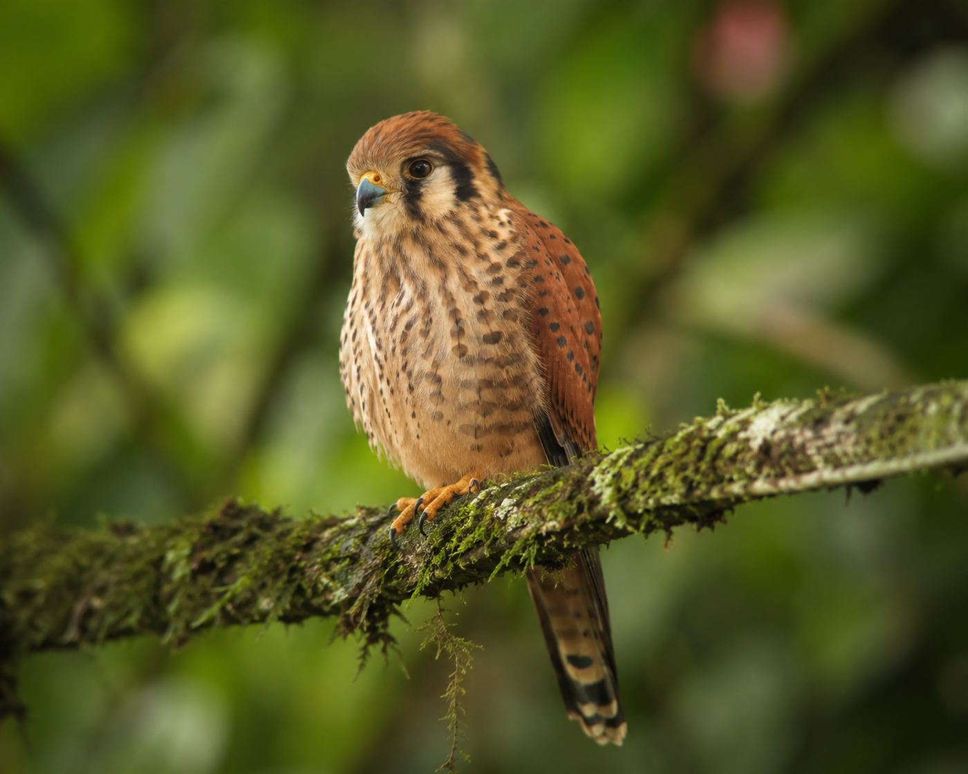 A Mauritius kestrel, a small spotted falcon with rufous plumage and dark eye stripes, perching on a mossy branch in native Mauritius forest