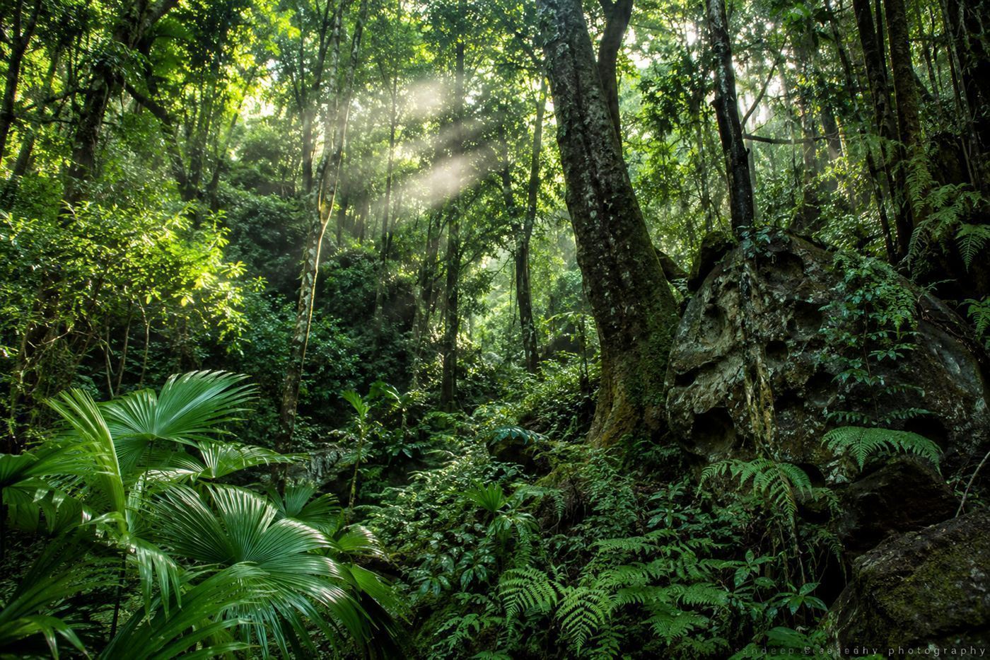 Dense native forest in the Black River Gorges of Mauritius with green canopy and volcanic basalt, the last stronghold of the Mauritius kestrel and the pink pigeon