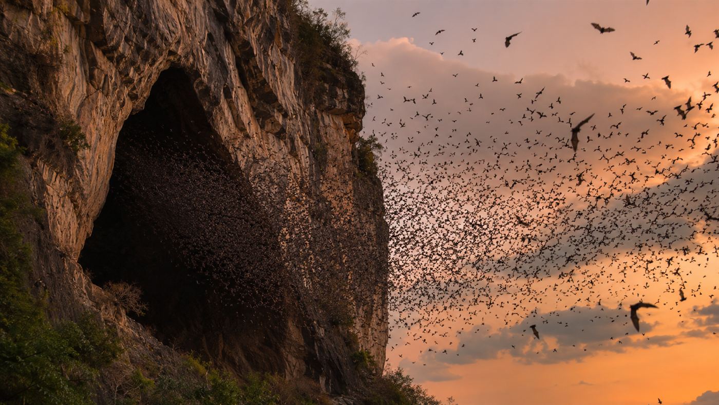 A dense swarm of Mexican free-tailed bats streaming out of a cave entrance at dusk