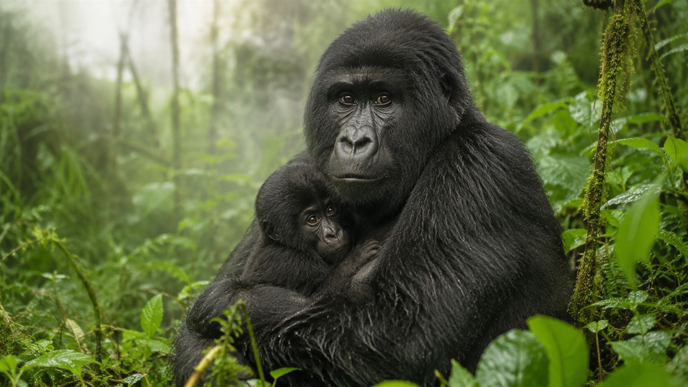 A mountain gorilla mother sitting in lush green Virunga forest vegetation with her young infant clinging to her chest, soft morning light filtering through the rainforest canopy