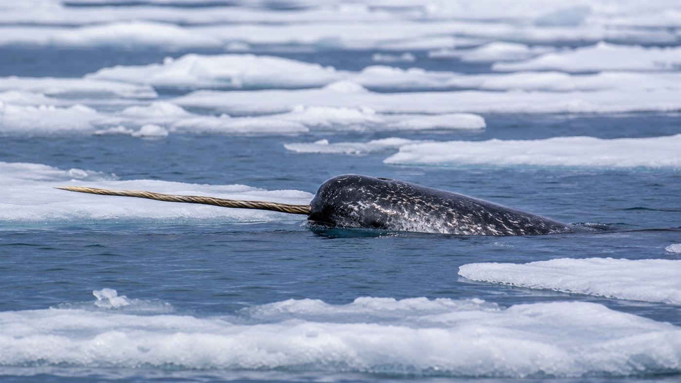 A narwhal surfacing among Arctic sea ice with its long straight spiral tusk pointing forward