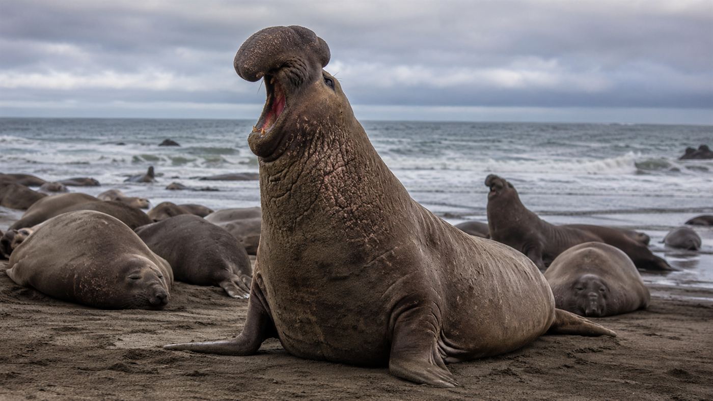 An enormous male northern elephant seal with a drooping snout rearing up and roaring on a California beach with surf behind
