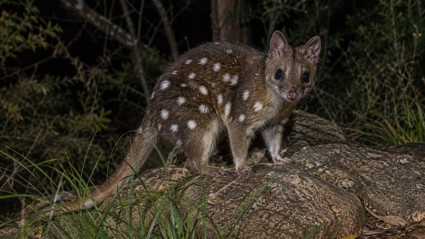 A northern quoll, a native predator poisoned by eating invasive cane toads