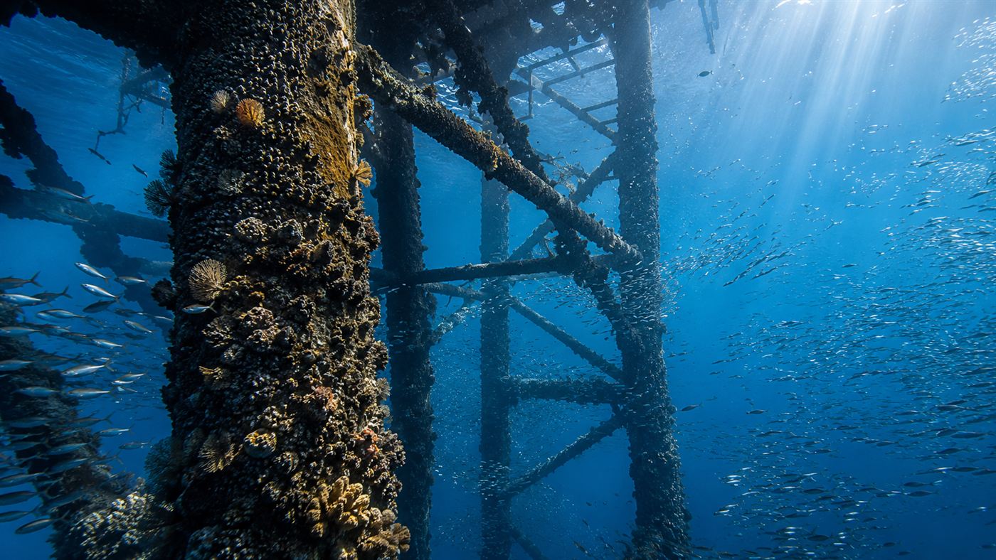 The underwater steel legs of an offshore oil rig encrusted with mussels and anemones and surrounded by dense schools of fish