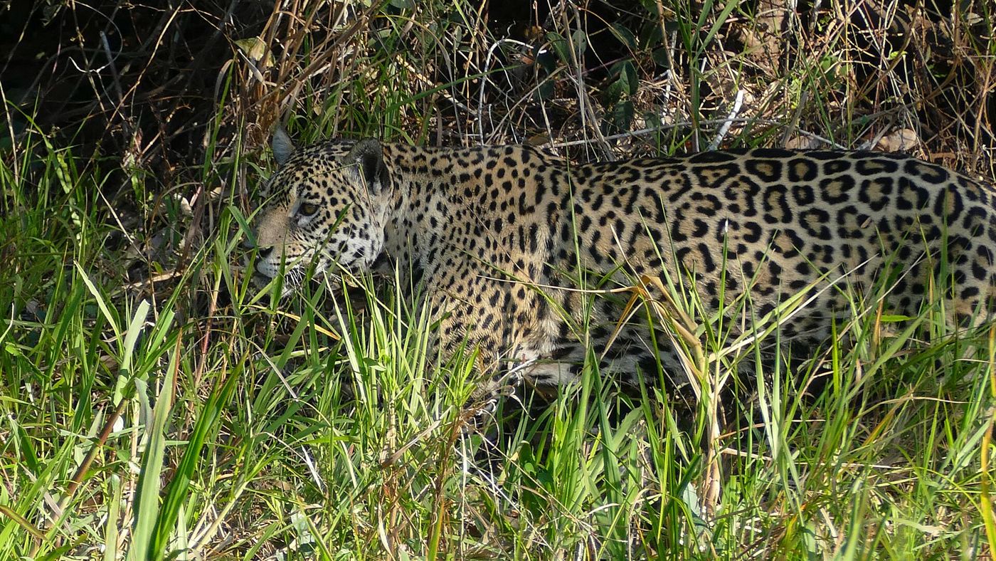 Onça-pintada fotografada entre a vegetação do Pantanal, espécie flagrada em bairros de Corumbá antes da captura pelo Ibama