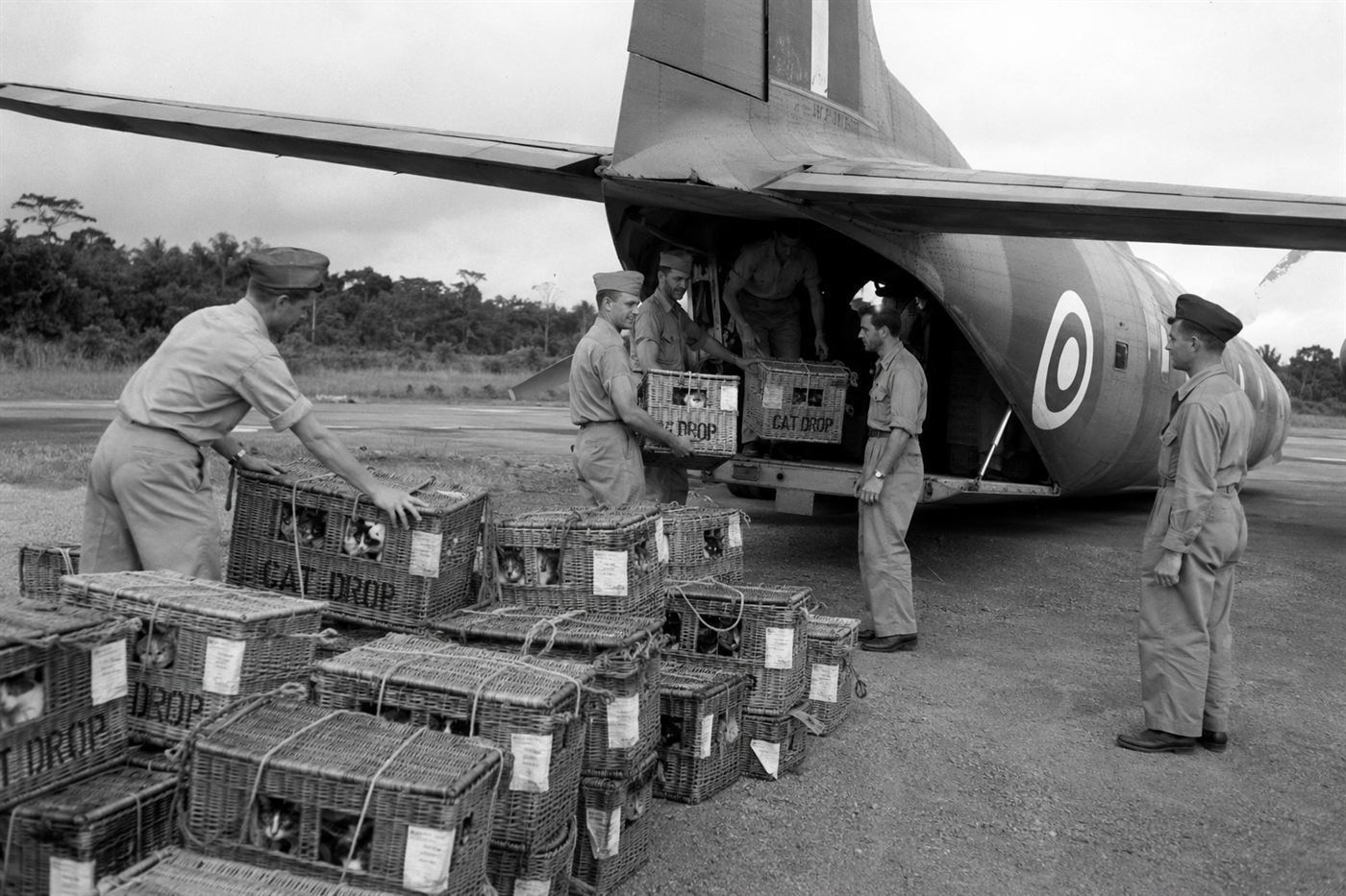 Operation Cat Drop Royal Air Force Borneo 1950s, cats in wicker baskets being parachuted from military aircraft over tropical jungle, malaria control wildlife intervention