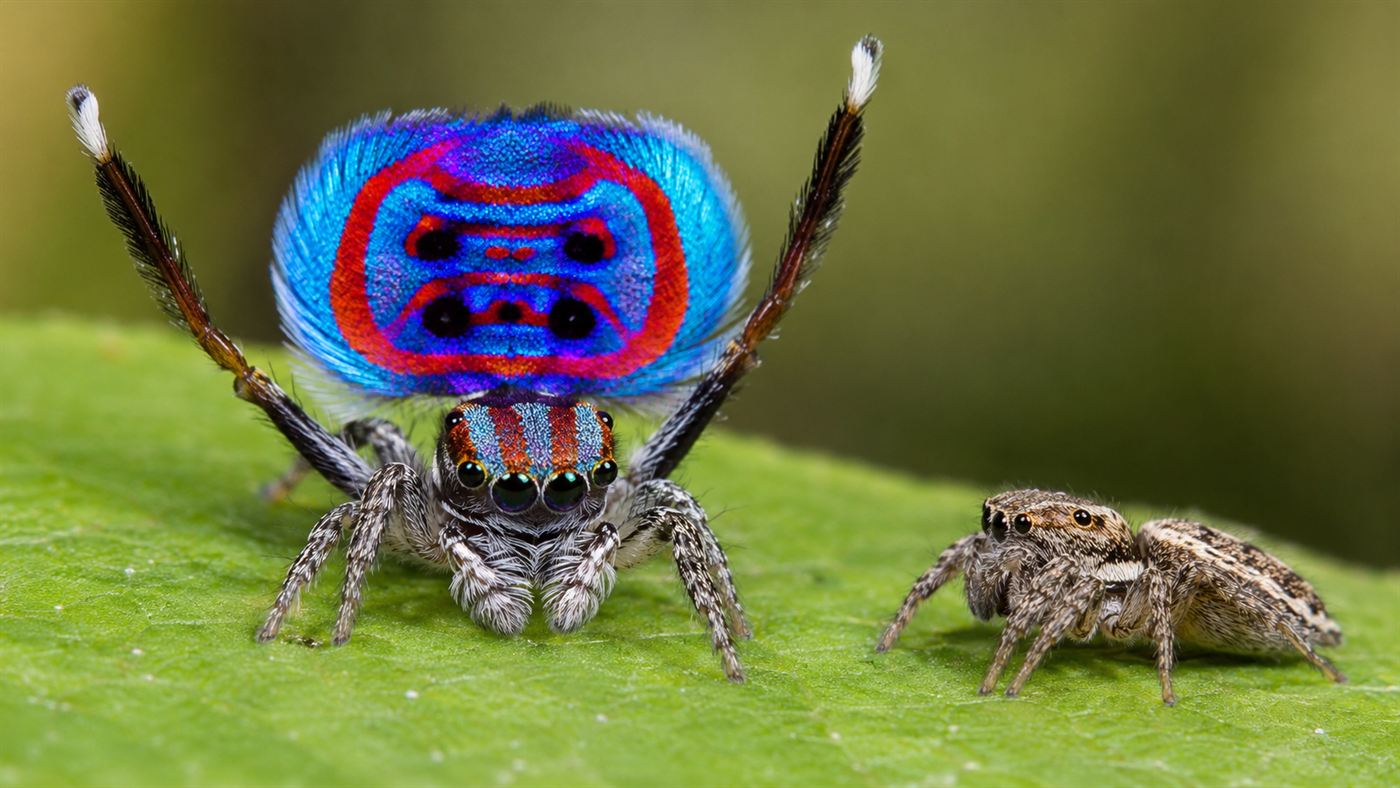 A male peacock spider performing its courtship dance with legs raised toward a female