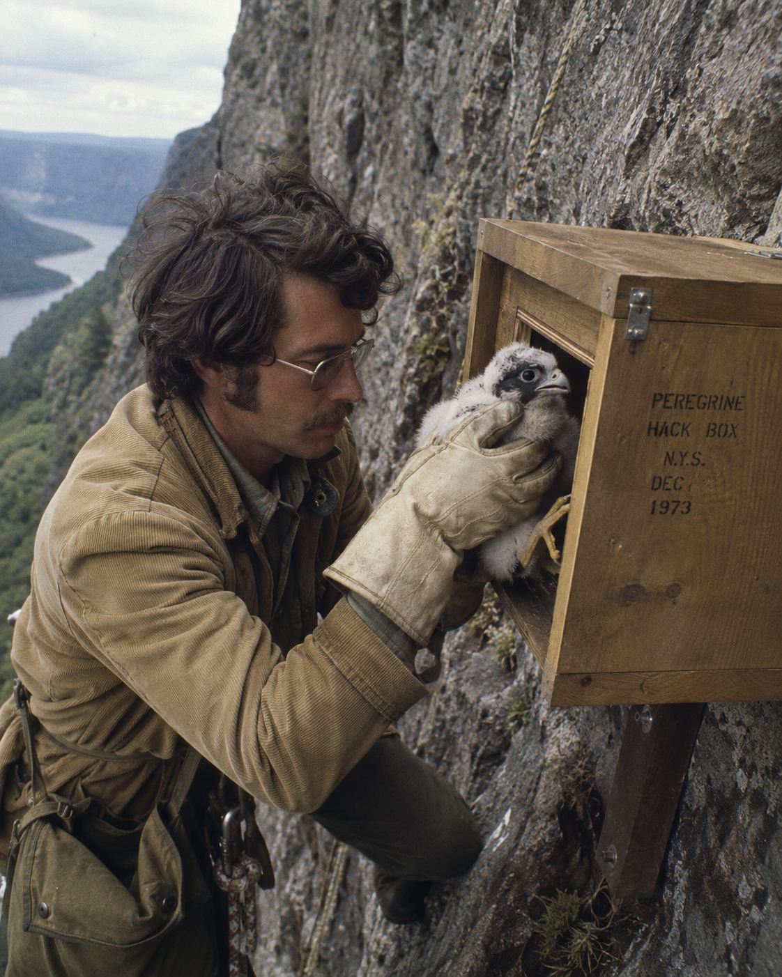 Conservation biologist placing a young peregrine falcon chick into a wooden hack box mounted on a cliff face, 1970s captive breeding and reintroduction program