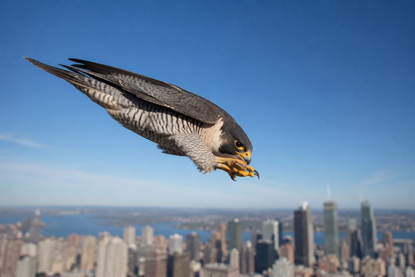 Peregrine falcon in a full stoop dive at incredible speed above a city, wings swept back tight against its body, skyscrapers far below
