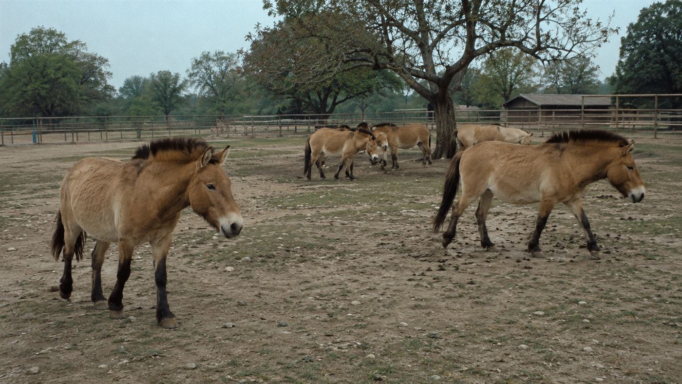 Przewalski's horses in a zoo captive breeding enclosure in the 1970s, stocky dun wild horses with upright manes in a large paddock, conservation programme