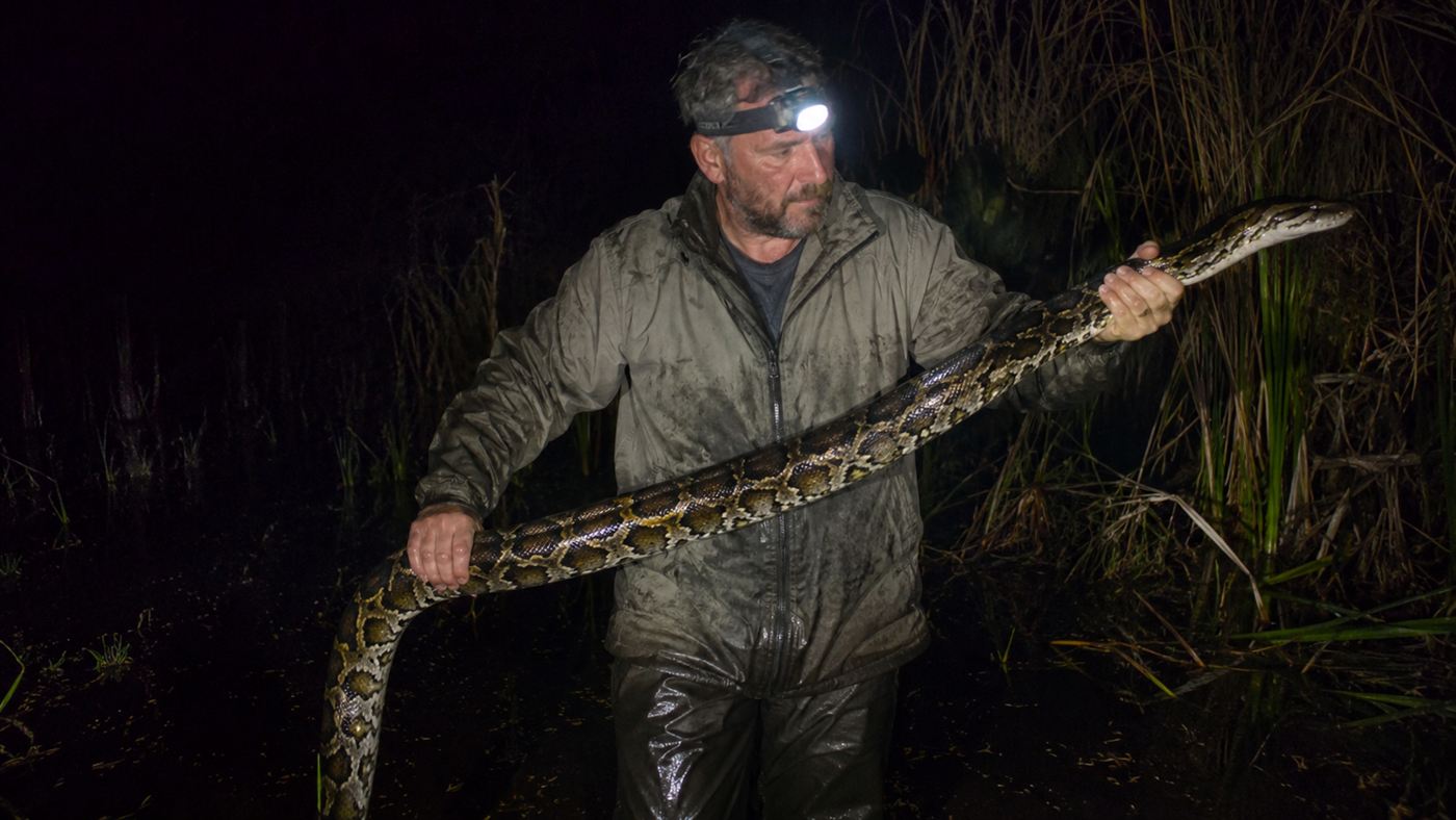 A python hunter at night holding a captured Burmese python in the Everglades