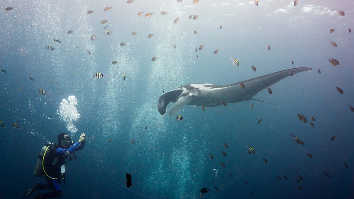 Mergulhador fotografa uma raia-manta (Mobula birostris), a mesma espécie registrada em alto-mar de Guarapari, no Espírito Santo