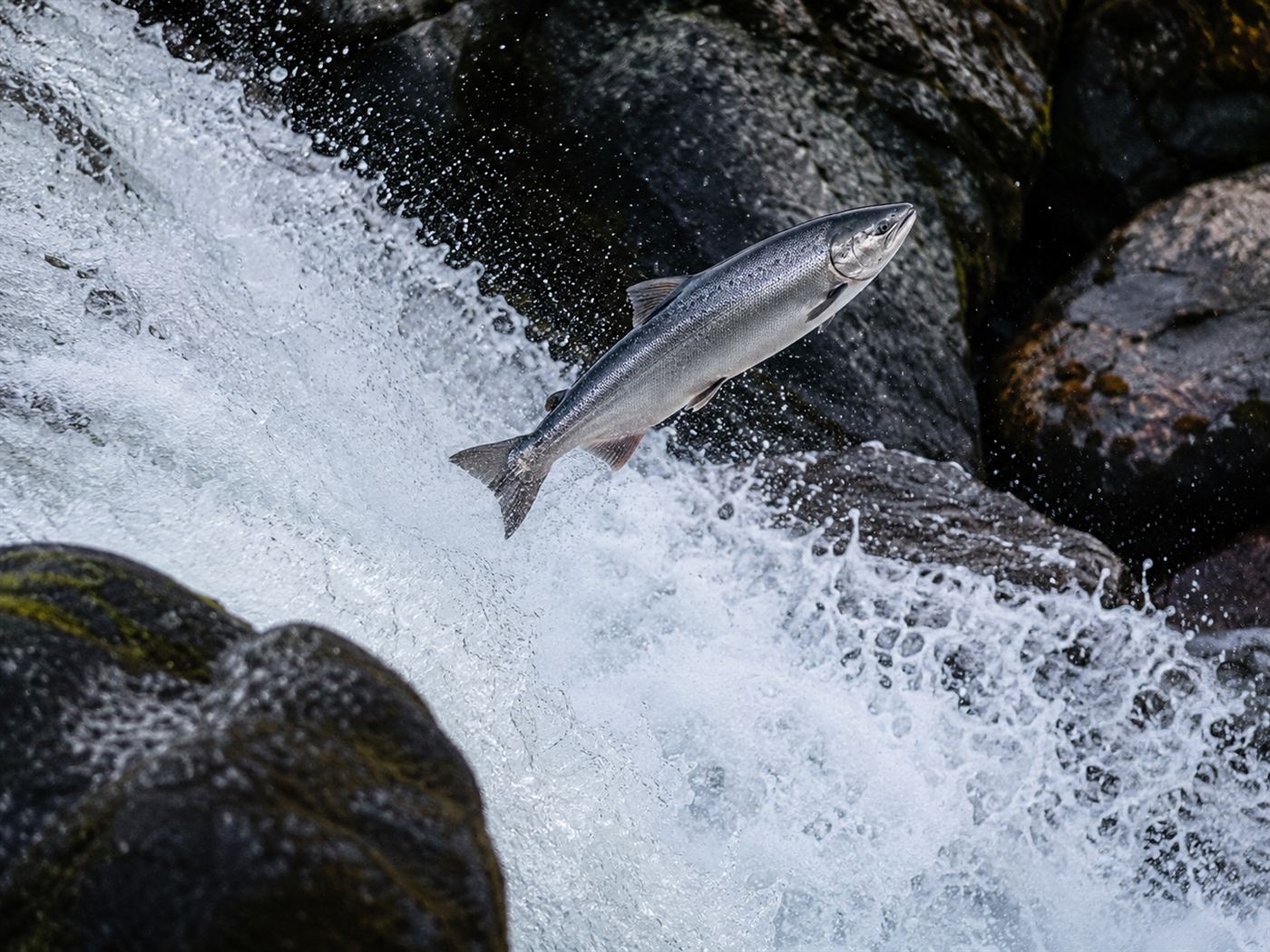 A wild salmon leaping up a churning waterfall on its upstream migration, the journey a salmon cannon helps complete