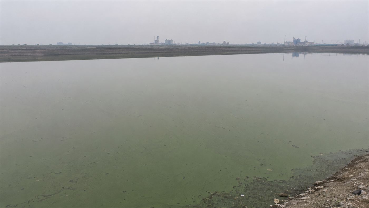 The still, murky green surface of the polluted Sihwa Lake before the tidal power station, a dead stagnant reservoir