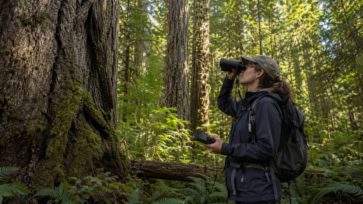 A wildlife biologist in field gear monitoring spotted owls in Pacific Northwest old-growth forest, ancient Douglas fir trees rising behind them