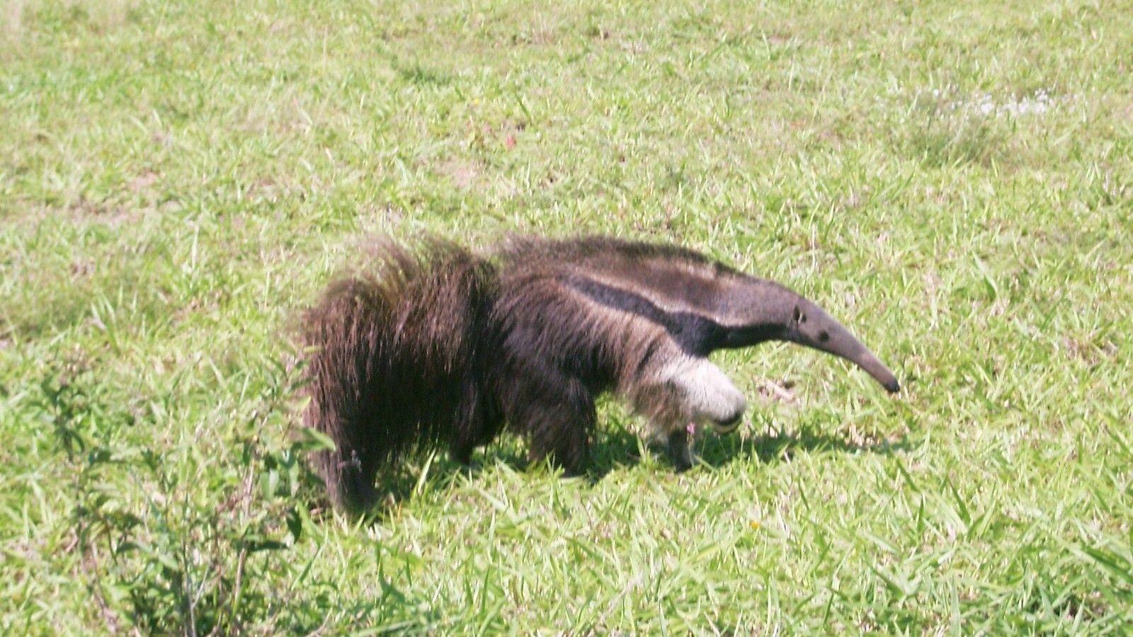 Tamanduá-bandeira, animal atropelado com frequência nas rodovias do Cerrado, caminha sobre gramado no Pantanal