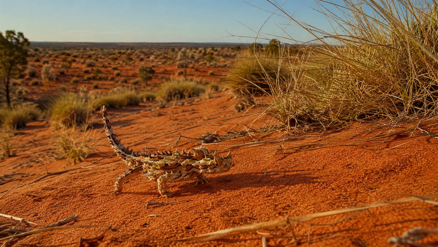 A thorny devil lizard walking across red sand dunes with sparse spinifex grass in the Australian outback
